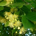 Липа крупнолистная(Tilia platyphyllos) Tilia-platyphyllos