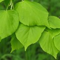 Липа мелколистная (Tilia cordata) Tilia-cordata Липа мелколистная (Tilia cordata) Tilia-cordata