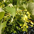 Липа мелколистная (Tilia cordata) Tilia-cordata Липа мелколистная (Tilia cordata) Tilia-cordata
