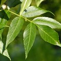 Ясень обыкновенный (Fraxinus excelsior) Fraxinus-excelsior Ясень обыкновенный (Fraxinus excelsior) Fraxinus-excelsior
