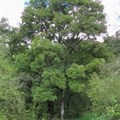 Ясень обыкновенный (Fraxinus excelsior) Fraxinus-excelsior Ясень обыкновенный (Fraxinus excelsior) Fraxinus-excelsior