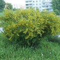Карагана древовидная  (Caragana arborescens) Caragana-arborescens