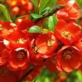 Айва японская (Chaenomeles japonica) Chaenomeles-japonica