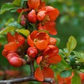 Айва японская (Chaenomeles japonica) Chaenomeles-japonica
