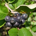 Арония черноплодная (Aronia melanocarpa) Aronia-melanocarpa - фото 5100