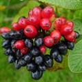 Калина гордовина (Viburnum lantana) Viburnum-lantana Калина гордовина (Viburnum lantana) Viburnum-lantana