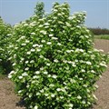 Калина гордовина (Viburnum lantana) Viburnum-lantana Калина гордовина (Viburnum lantana) Viburnum-lantana
