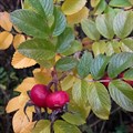 Роза морщинистая (Rosa rugosa) Rosa-rugosa