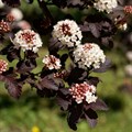 Пузыреплодник калинолистный (Physocarpus opulifolius) Physocarpus-opulifolius