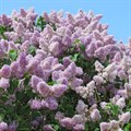 Сирень обыкновенная (Syringa vulgaris) Syringa-vulgaris
