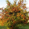 Боярышник сибирский (Crataegus sanguinea) Crataegus-sanguinea