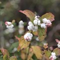 Снежноягодник белый (Symphoricarpos albus) Symphoricarpos-albus