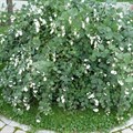 Снежноягодник белый (Symphoricarpos albus) Symphoricarpos-albus