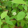 Дёрен белый  (Cornus alba) Cornus-alba