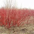 Дёрен белый  (Cornus alba) Cornus-alba