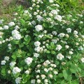 Спирея дубравколистная (Spiraea chamaedryfolia) Spiraea-chamaedryfolia