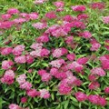 Спирея японская (Spiraea japonica) Spiraea-japonica Спирея японская (Spiraea japonica) Spiraea-japonica