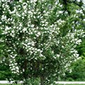 Чубушник венечный (Philadelphus coronarius) Philadelphus-coronarius Чубушник венечный (Philadelphus coronarius) Philadelphus-coronarius