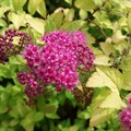 Спирея японская (Spiraea japonica) Spiraea-japonica Спирея японская (Spiraea japonica) Spiraea-japonica