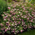 Спирея Бумальда (Spiraea bumalda) Spiraea-bumalda