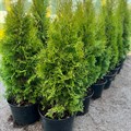 Туя Смарагд (Thuja occidentalis 'Smaragd') Thuja-occidentalis-Smaragd