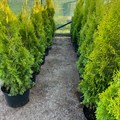 Туя Смарагд (Thuja occidentalis 'Smaragd') Thuja-occidentalis-Smaragd