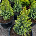 Ель белая Сандерс Блю (лат. Picea glauca Sanders Blue) 1791 - фото 5157