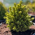 Ель европейская Литл Джем (лат. Picea abies Little Gem) 1797 - фото 5164