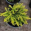 Ель европейская Нидиформис (лат. Picea abies Nidiformis) 1798 - фото 5166
