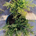 Можжевельник обыкновенный Репанда (лат. Juniperus communis Repanda) 1806 - фото 5177
