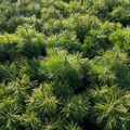 Сосна горная Мугус (лат. Pinus mugo Mughus) 1809 Сосна горная Мугус (лат. Pinus mugo Mughus) 1809
