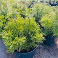 Сосна горная Мугус (лат. Pinus mugo Mughus) 1809 Сосна горная Мугус (лат. Pinus mugo Mughus) 1809