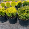Туя западная Голден глоб (Thuja occidentalis Golden Globe) 1814