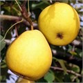 Груша Лимонка 1878