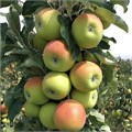 Яблоня колонновидная Гирлянда 1950