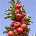 Яблоня колонновидная Созвездие 1953