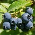 Голубика Ханна чойс (Vaccinium corymbosum “Hannah's Choice”) 1956